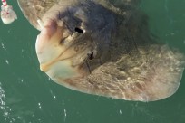 Comment devenir Champion du monde de pêche en moins de 40' avec Francis COUZINET ? Comment devenir Champion du monde de pêche en moins de 40' avec Francis COUZINET ?